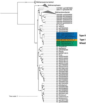 Metapangenomic investigation provides insight into niche differentiation of methanogenic populations from the subsurface serpentinizing environment, Samail Ophiolite, Oman